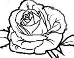 rosa2