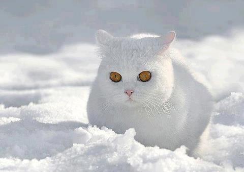 IL GATTO INVERNO