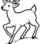 cervo