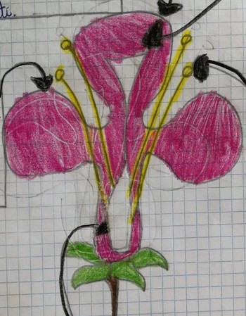 IL FIORE E IL FRUTTO